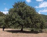 &nbsp;

Fot.
1. Pokrój drzewa szarańczyna, autor:&nbsp;
Giancarlo Dessì, źródło:&nbsp;
http://commons.wikimedia.org/wiki/File:Arcosu07.jpg [dostęp 06.03.2013]


